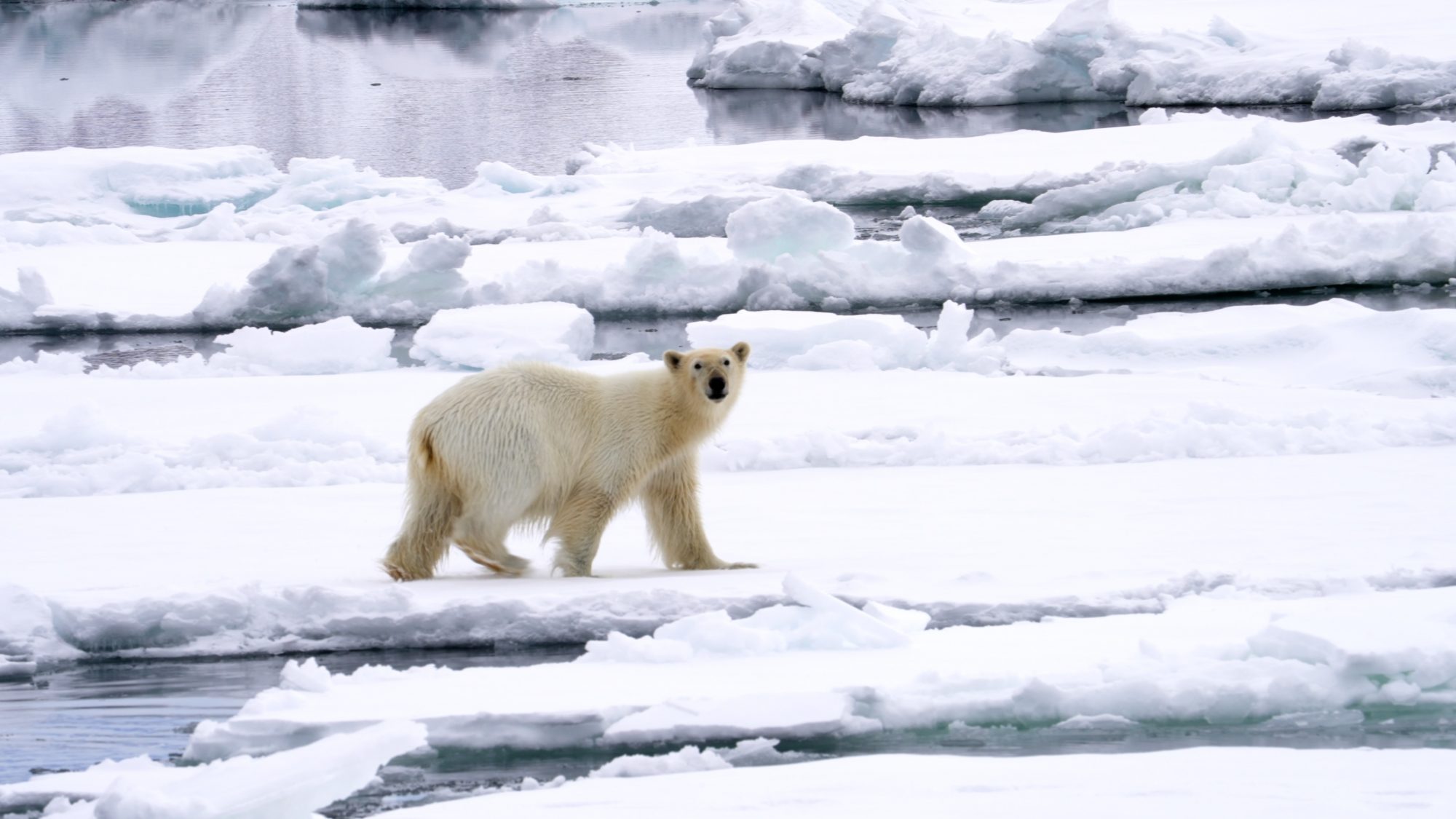 Polar Bear strolls across the ice – Svalbard 2023