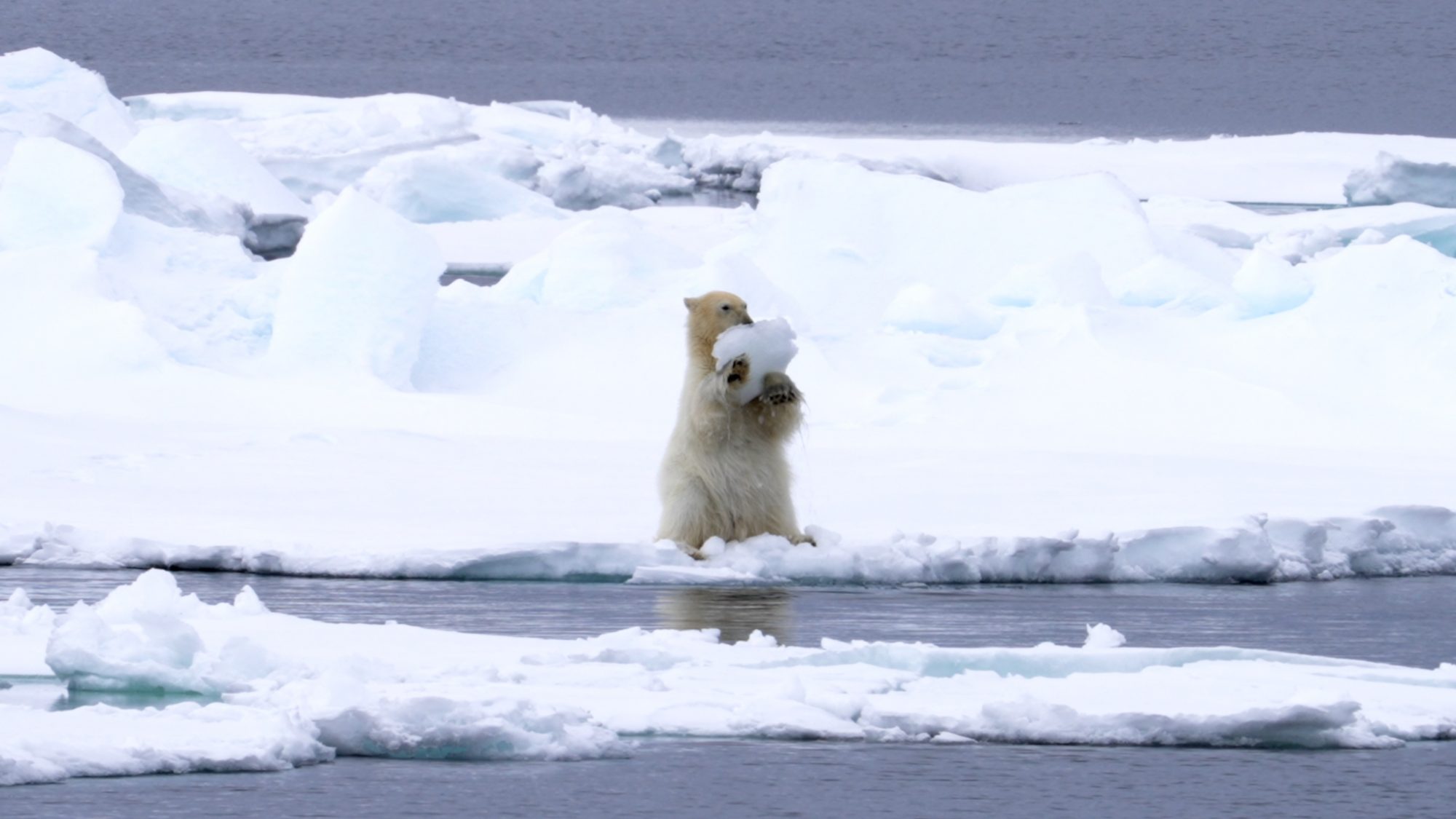 Polar Bears play with ice – Svalbard 2023