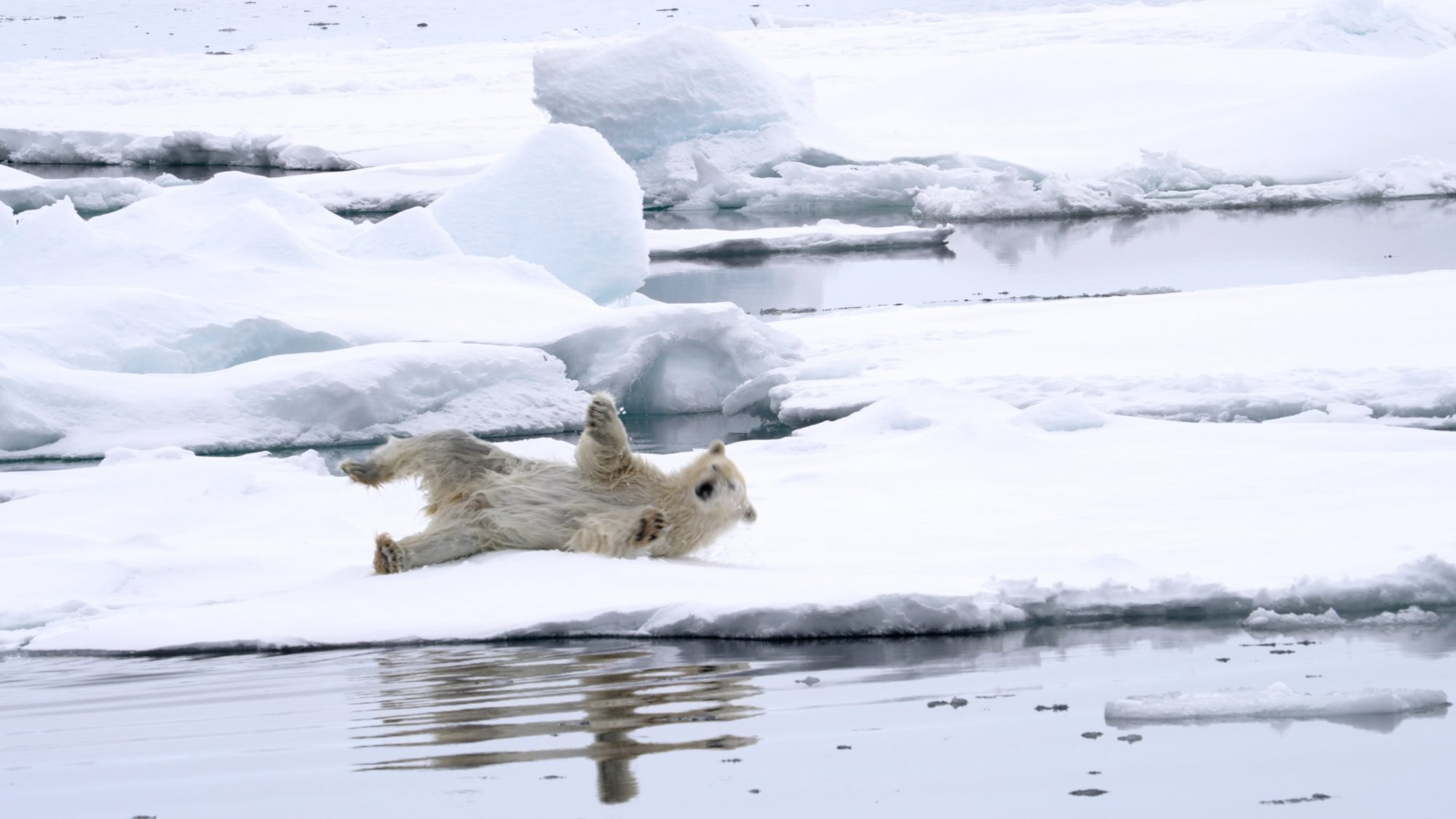 Polar Bear amongst the ice floes – Svalbard 2023