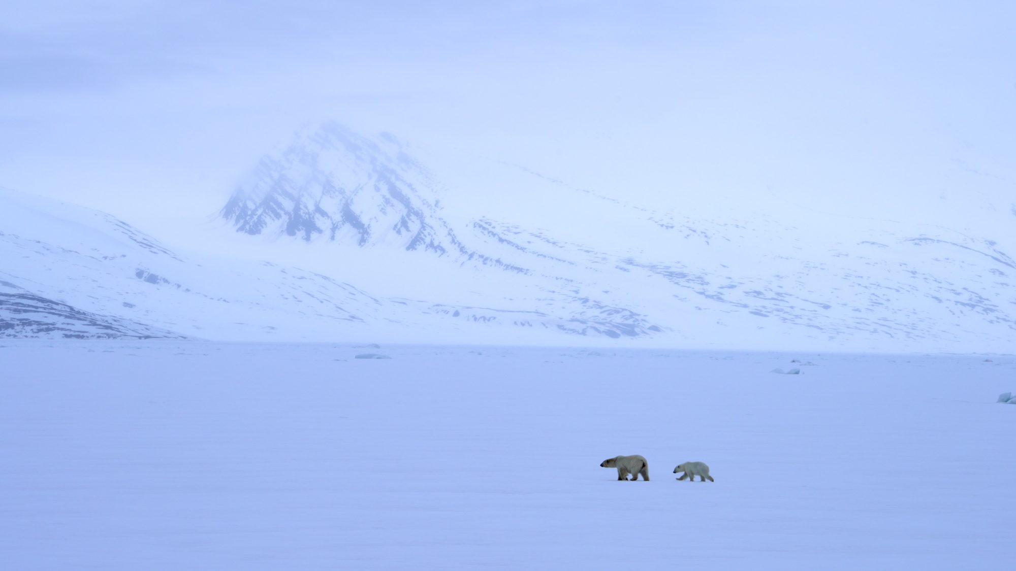 Polar Bear with cub cross the fast ice – Svalbard 2023