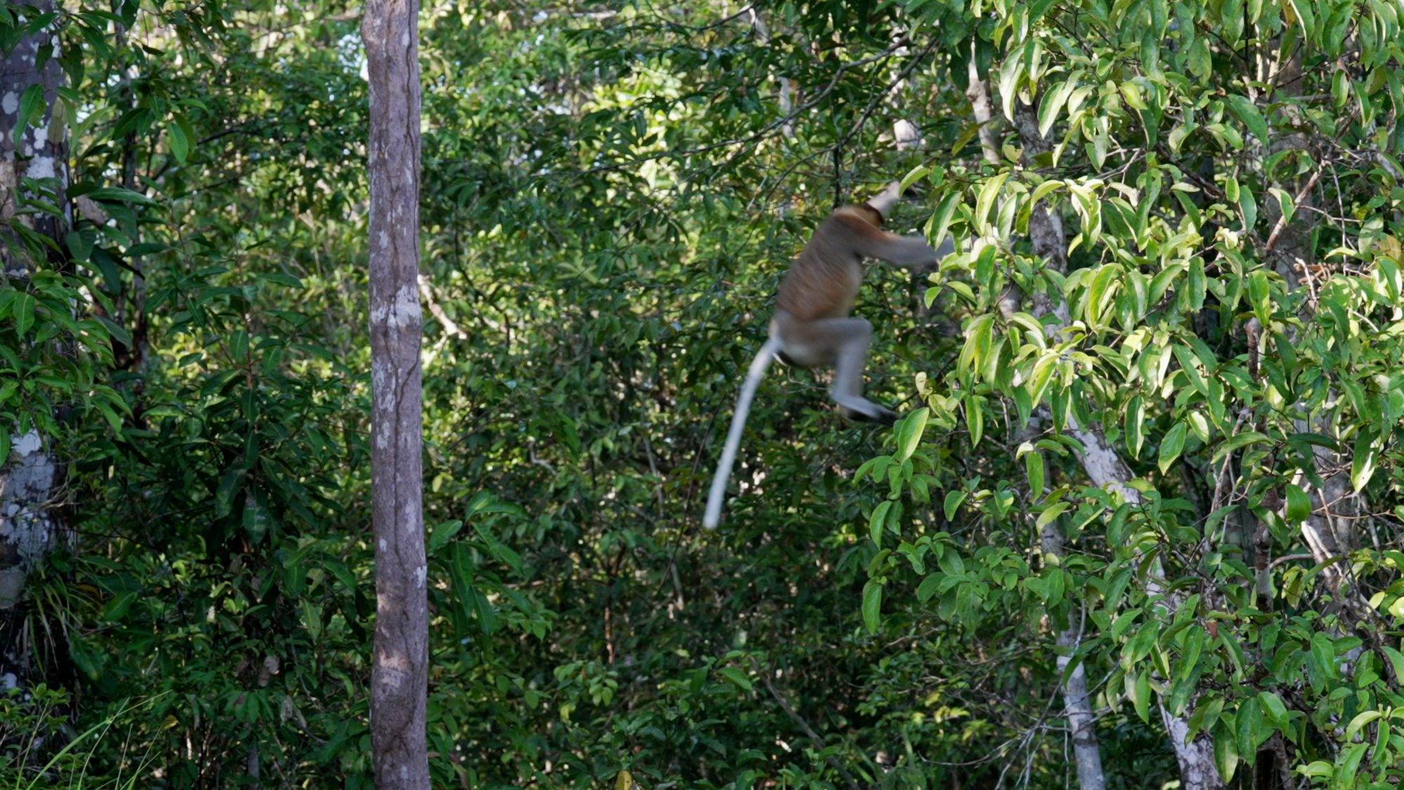 Probocis Monkeys on the move – Borneo 2023