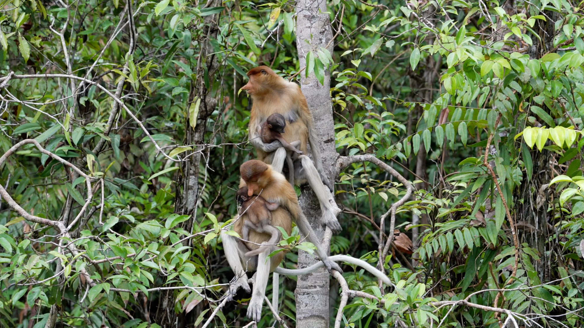Proboscis Monkeys and their tiny babies – Borneo 2023