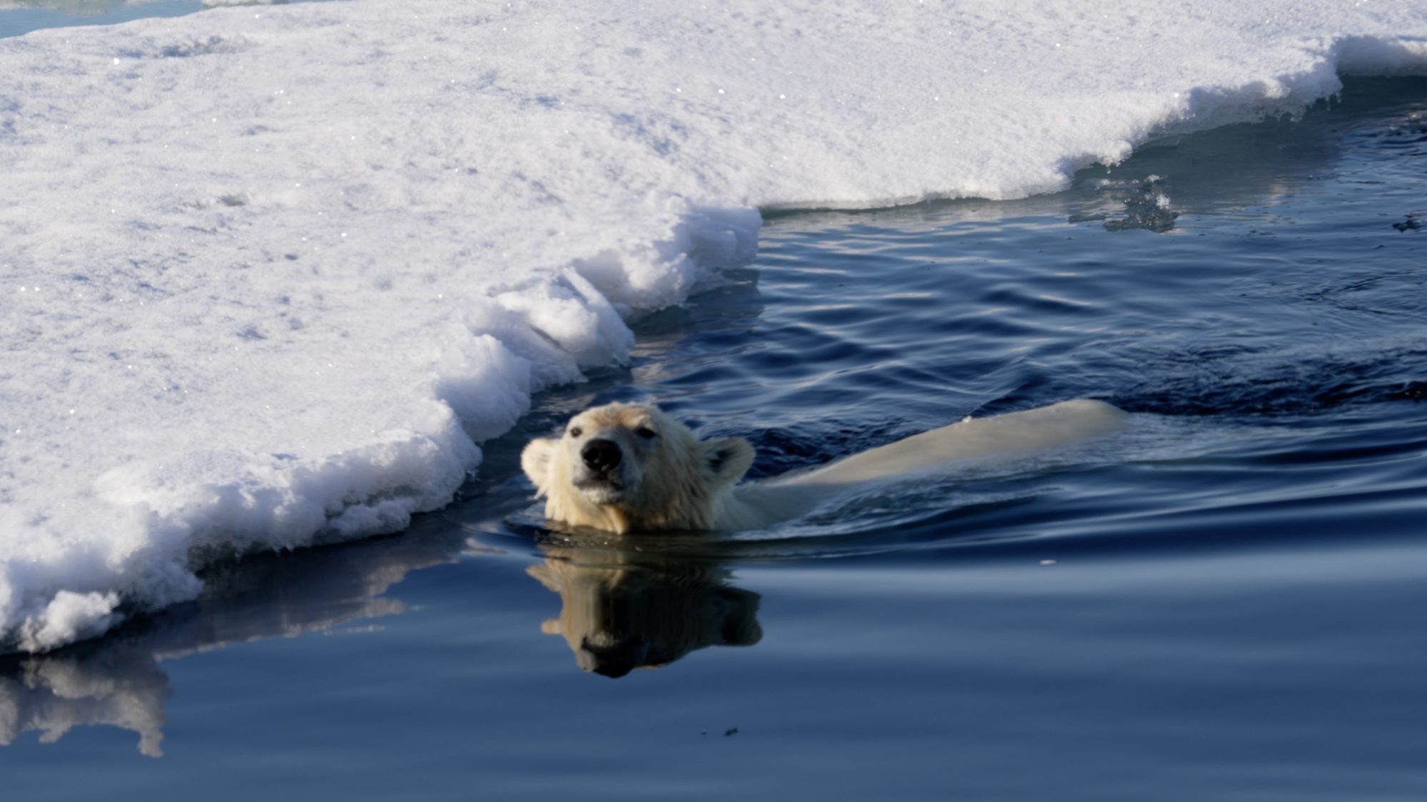 Swimming Polar Bear – Svalbard 2023