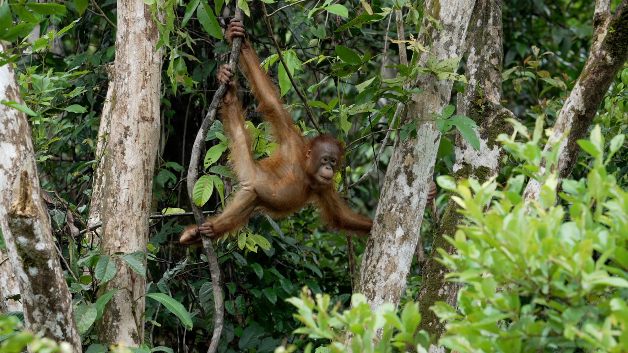 Young Orangutan has fun in the trees – Borneo 2023