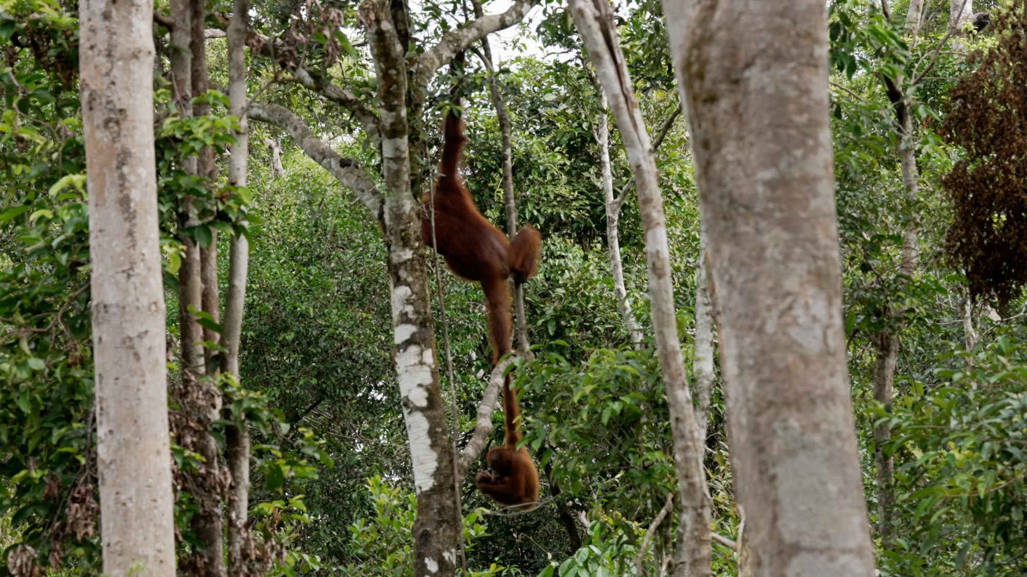 Young Orangutan plays by swinging from a tree – Borneo 2023