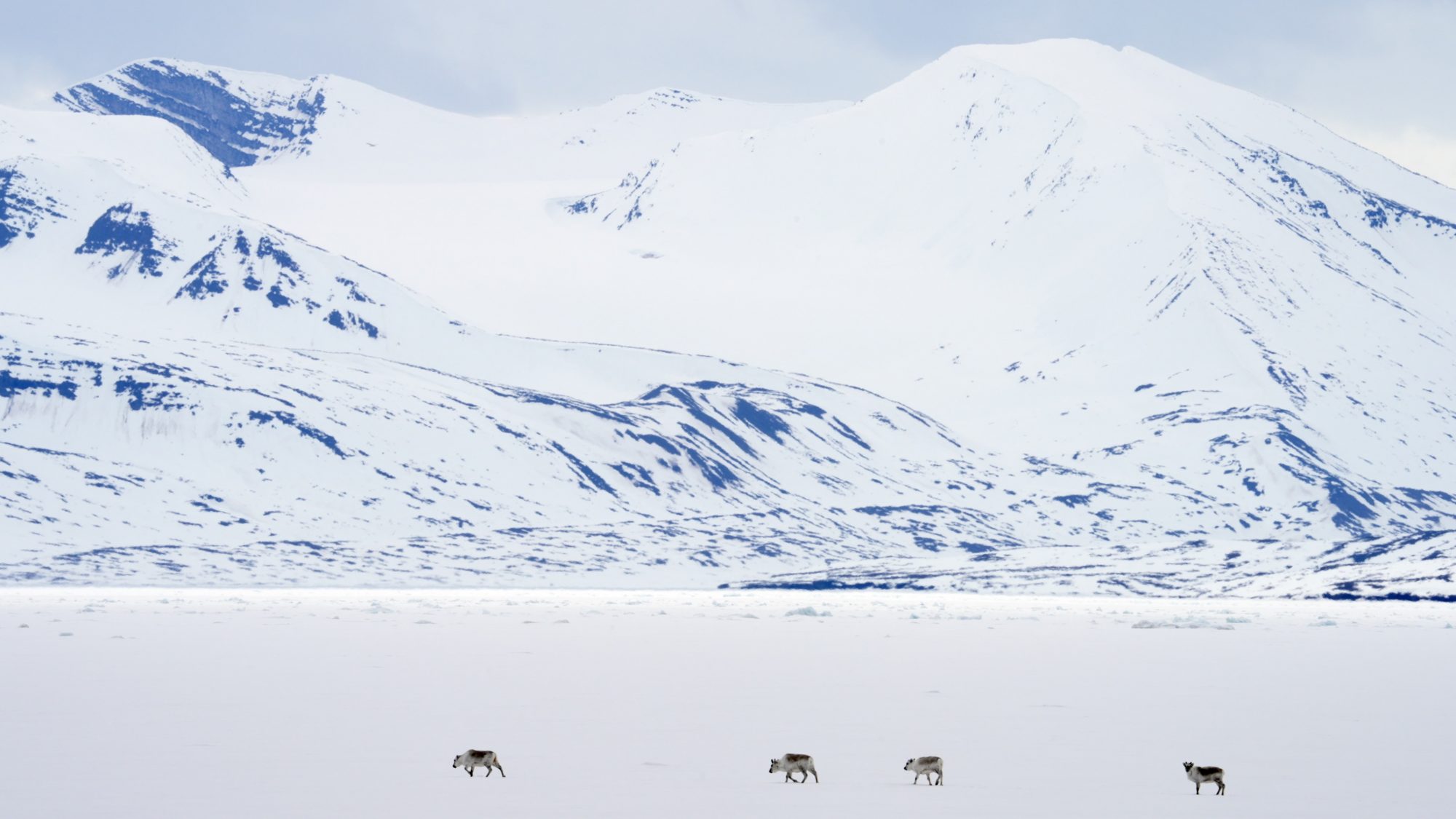 Svalbard Reindeer cross the fast ice – Svalbard 2023