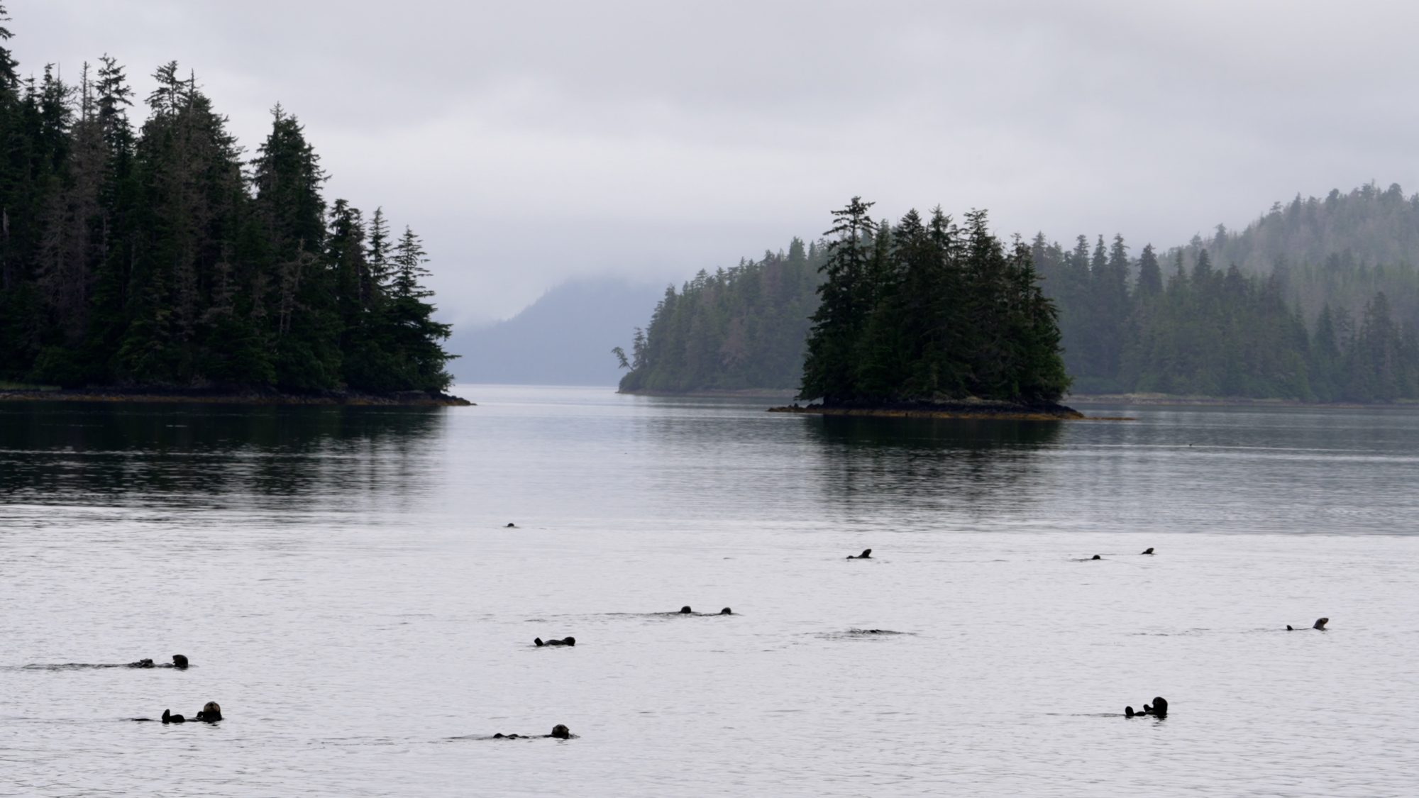 Adorable Sea Otters- Alaska 2023