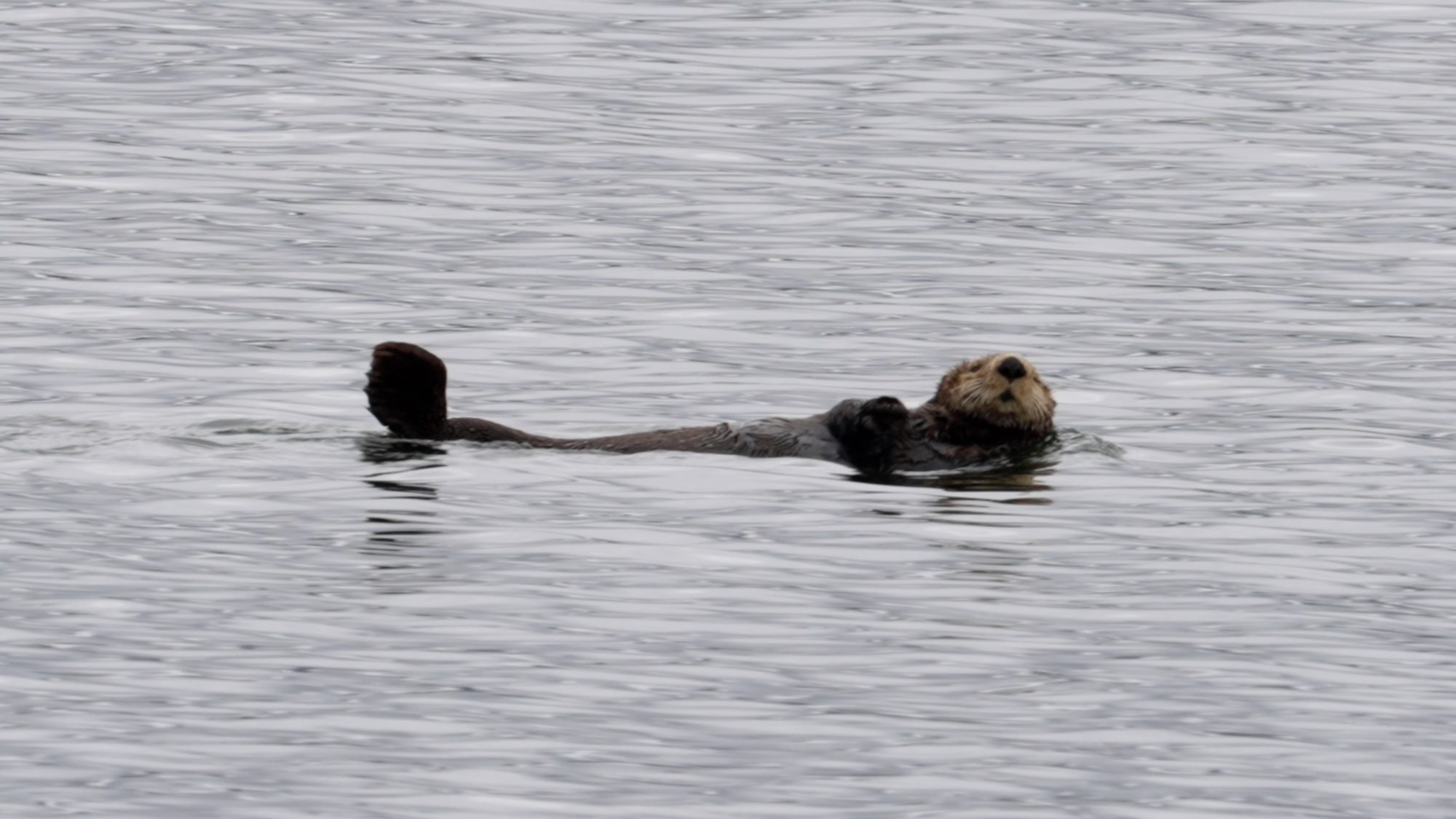 Sea Otters – adorable animals – Alaska 2023