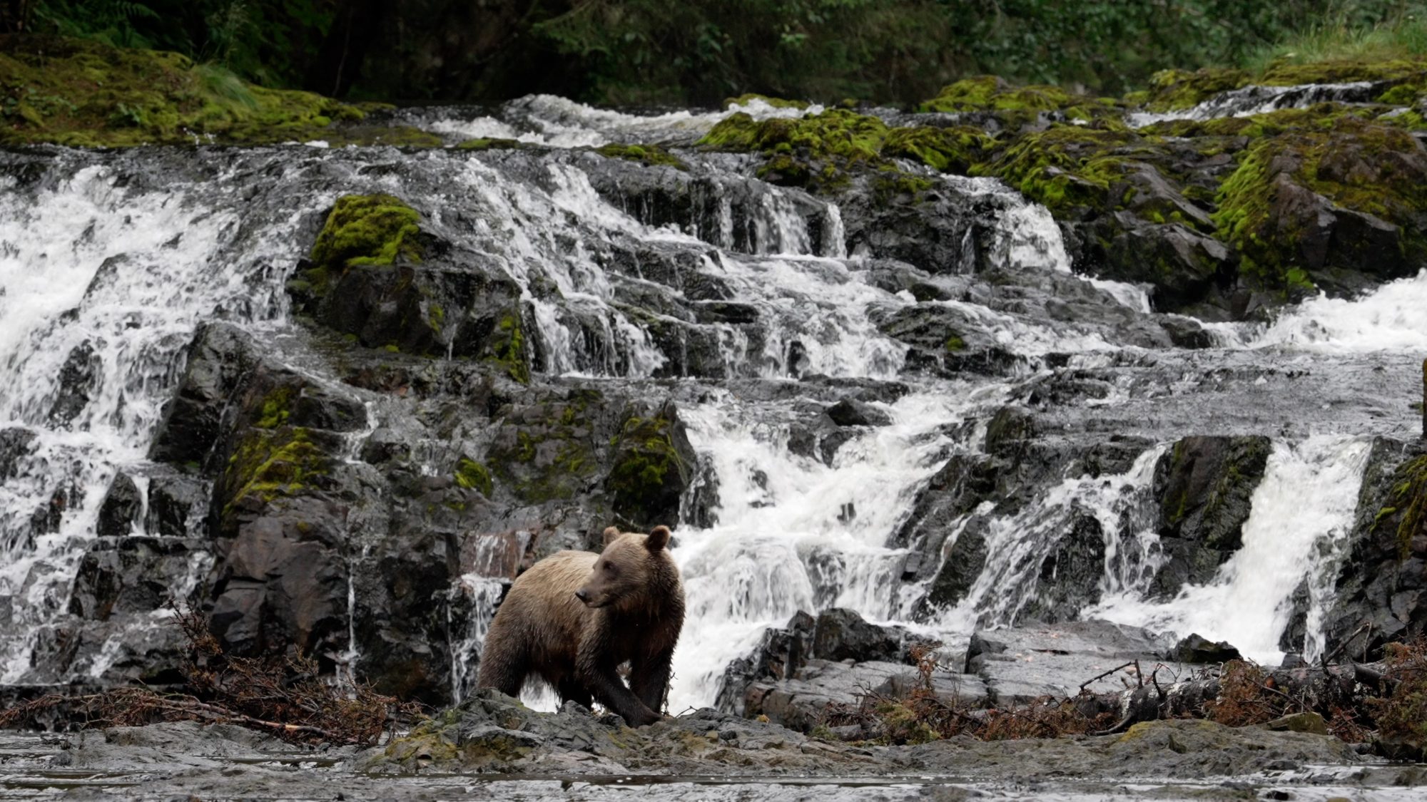 Grizzly Bears at a waterfall – Alaska 2023