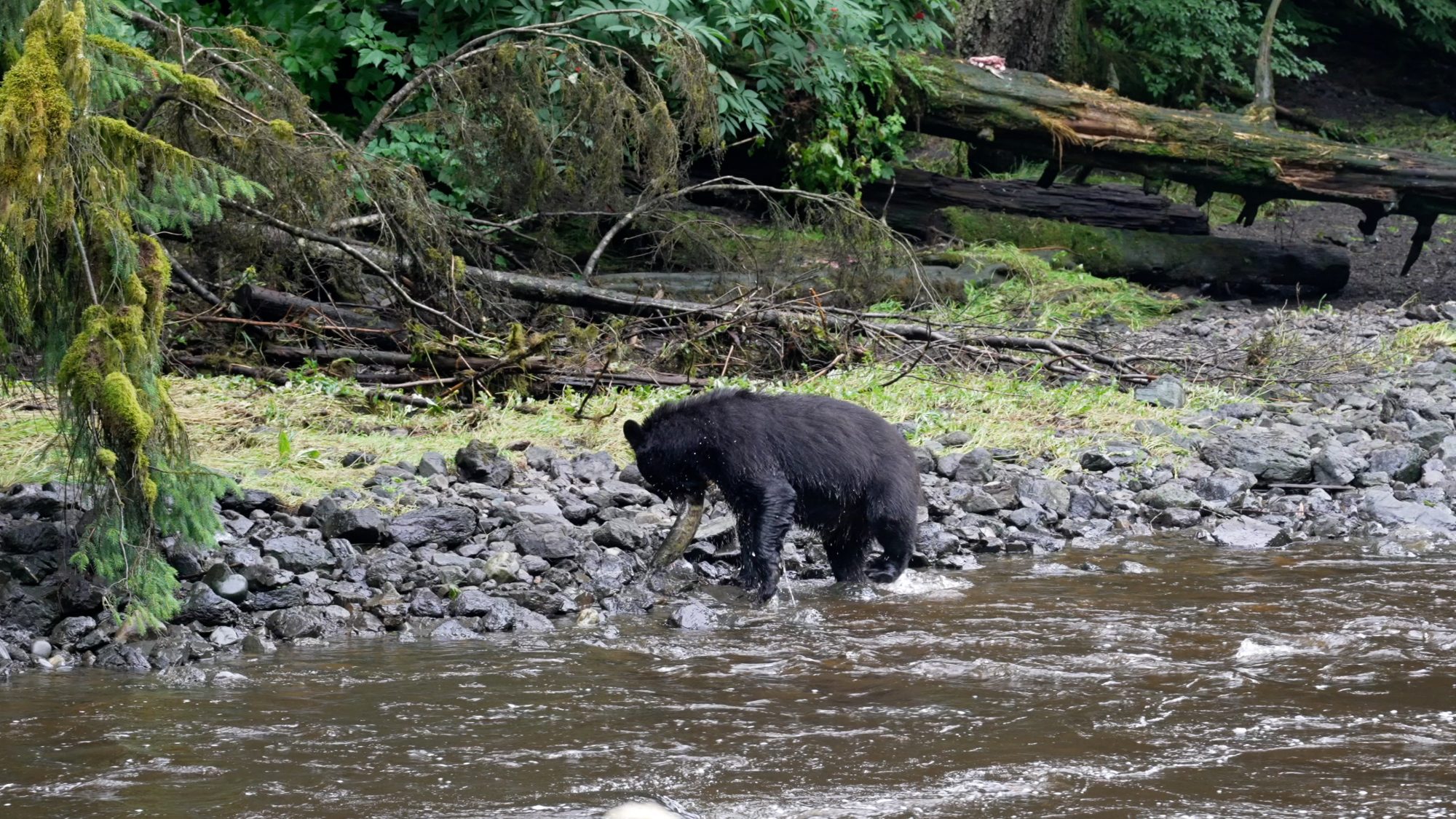 Black Bear catches salmon – Alaska 2023
