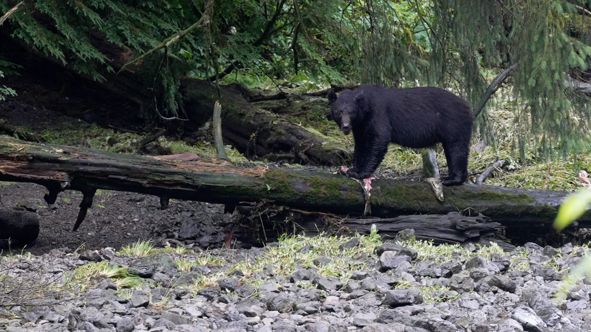 Black Bear feasts on a salmon – Alaska 2023