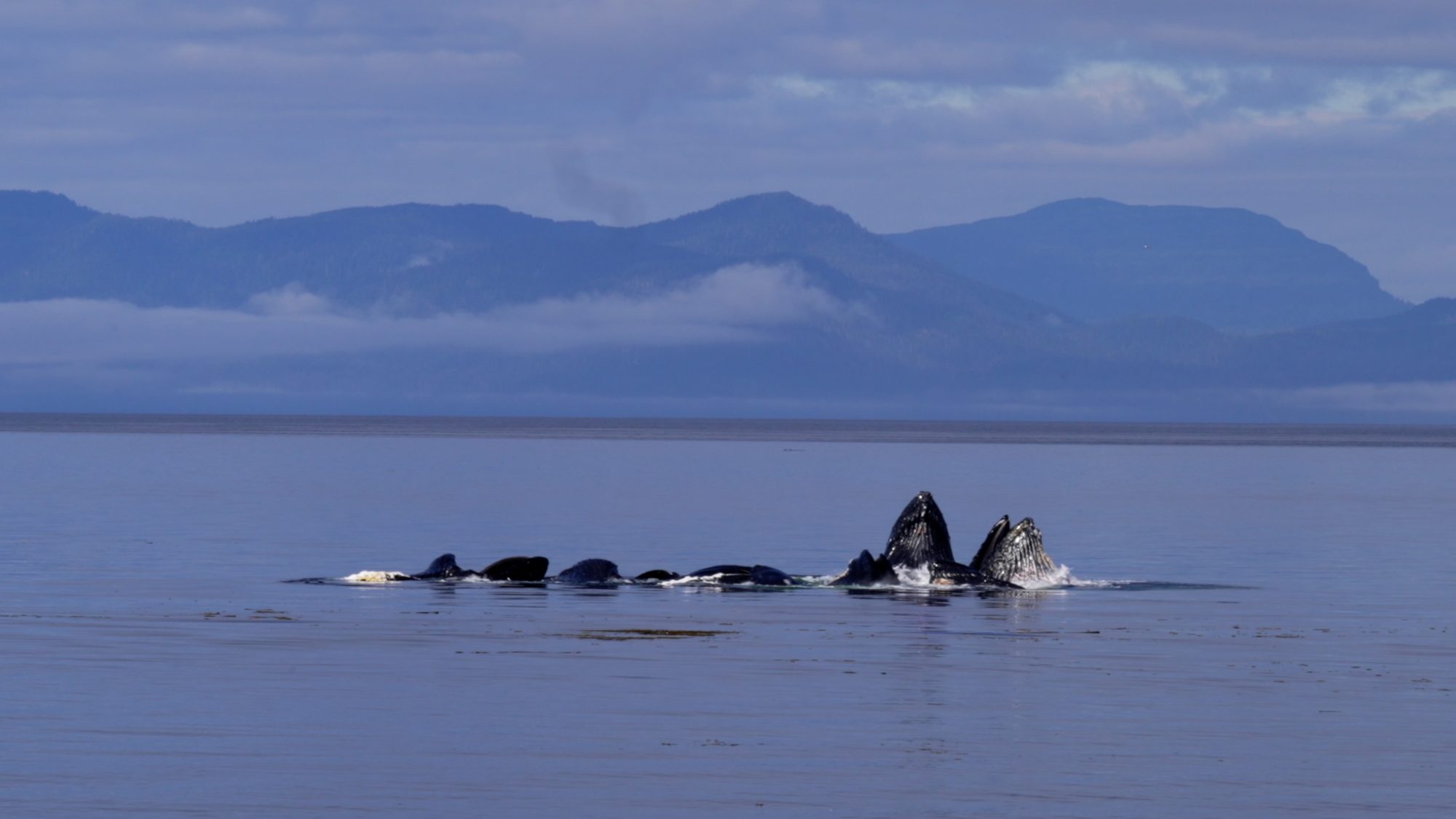 Bubble-net feeding Humpback whales – Alaska 2023