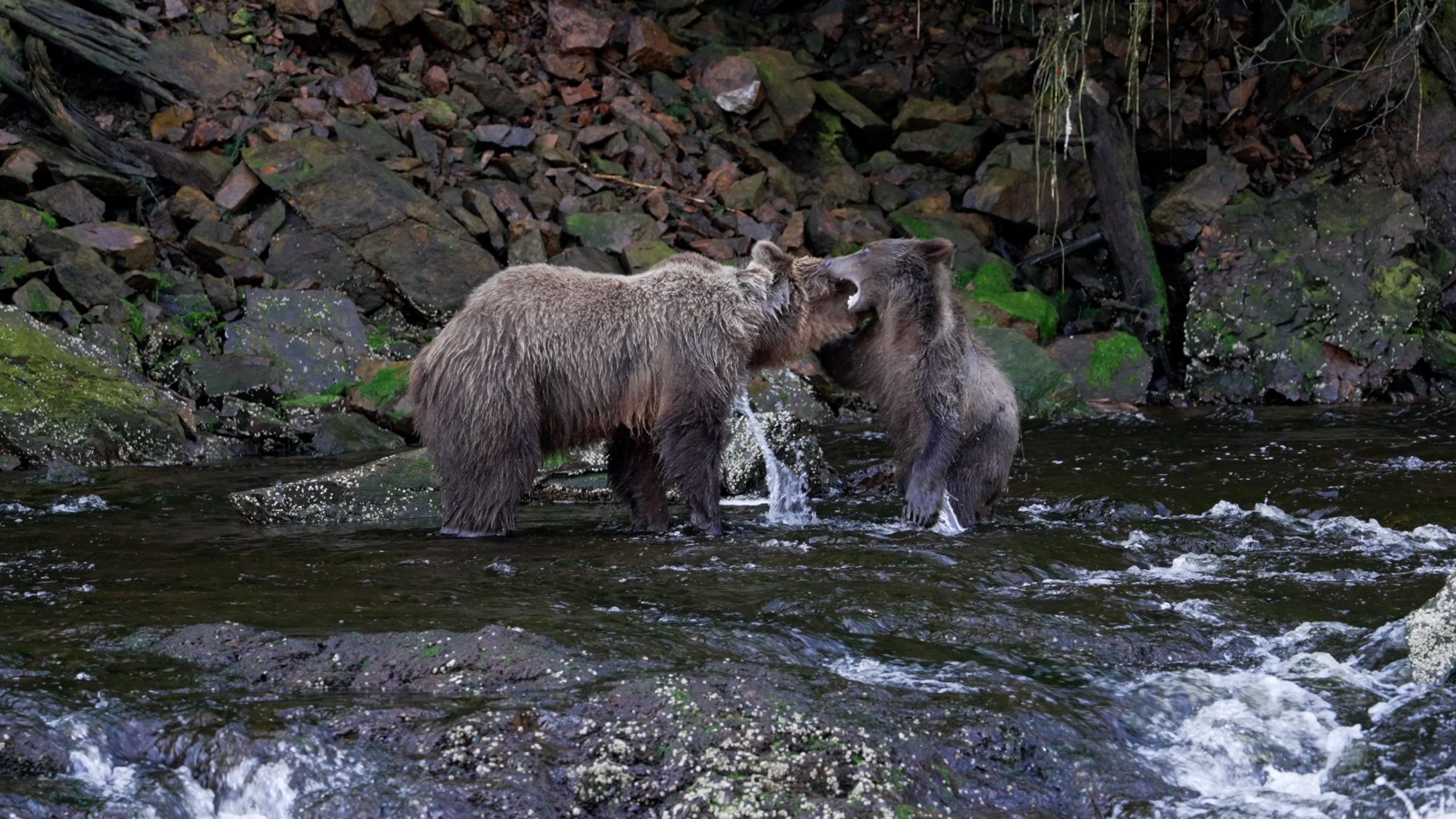 Grizzly Bear and her cub get playful – Alaska 2023
