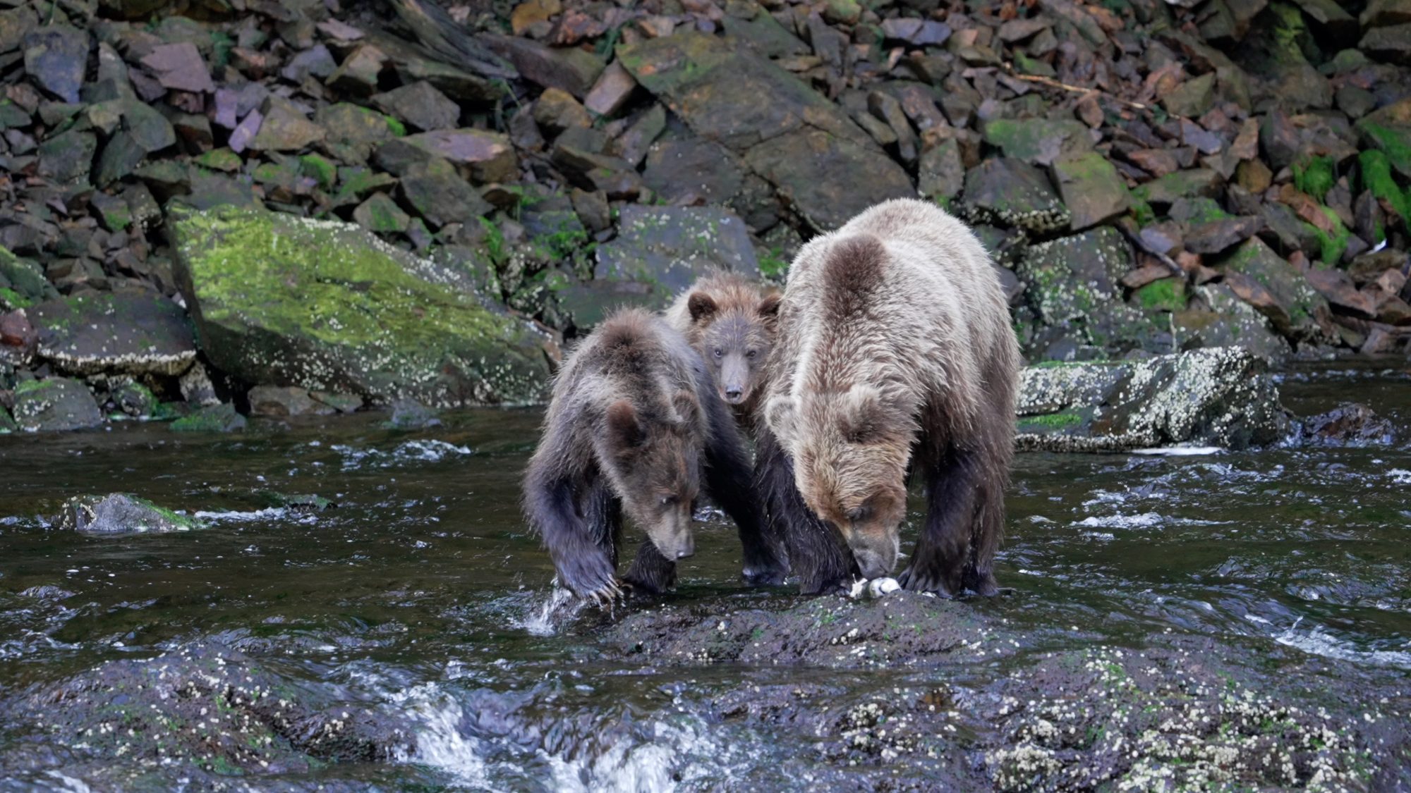 Grizzly Bear and her cubs – Alaska 2023