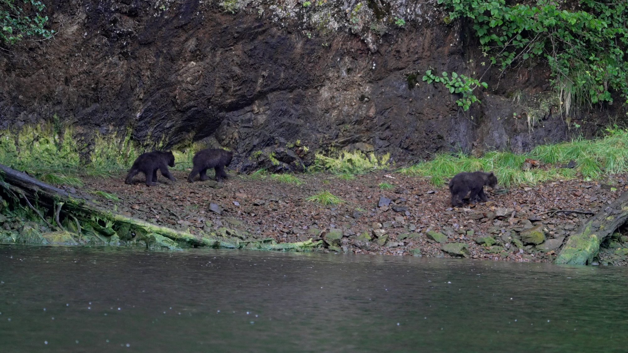 Grizzly Bear and her three young cubs along the river bank – Alaska 2023
