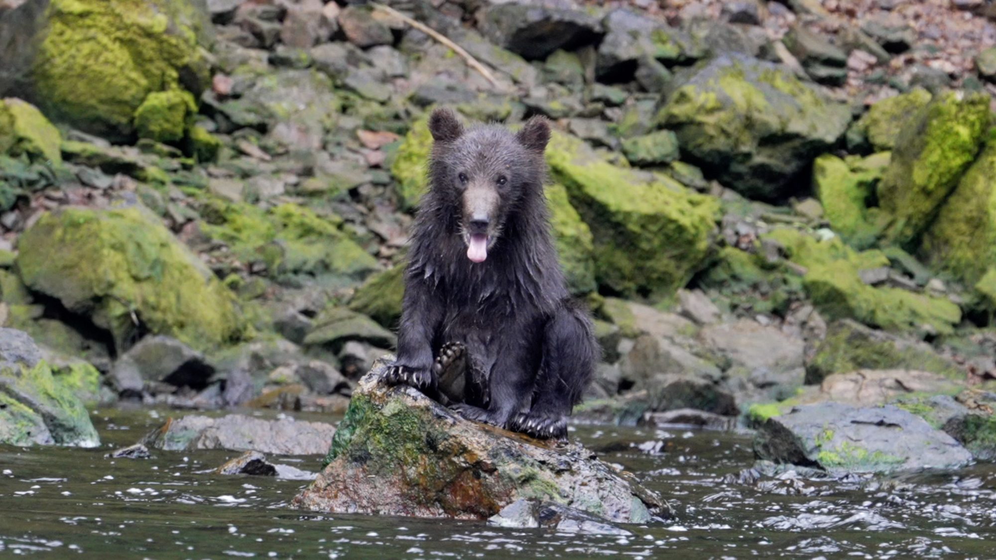 Grizzly Bear and her three young cubs in the river – Alaska 2023