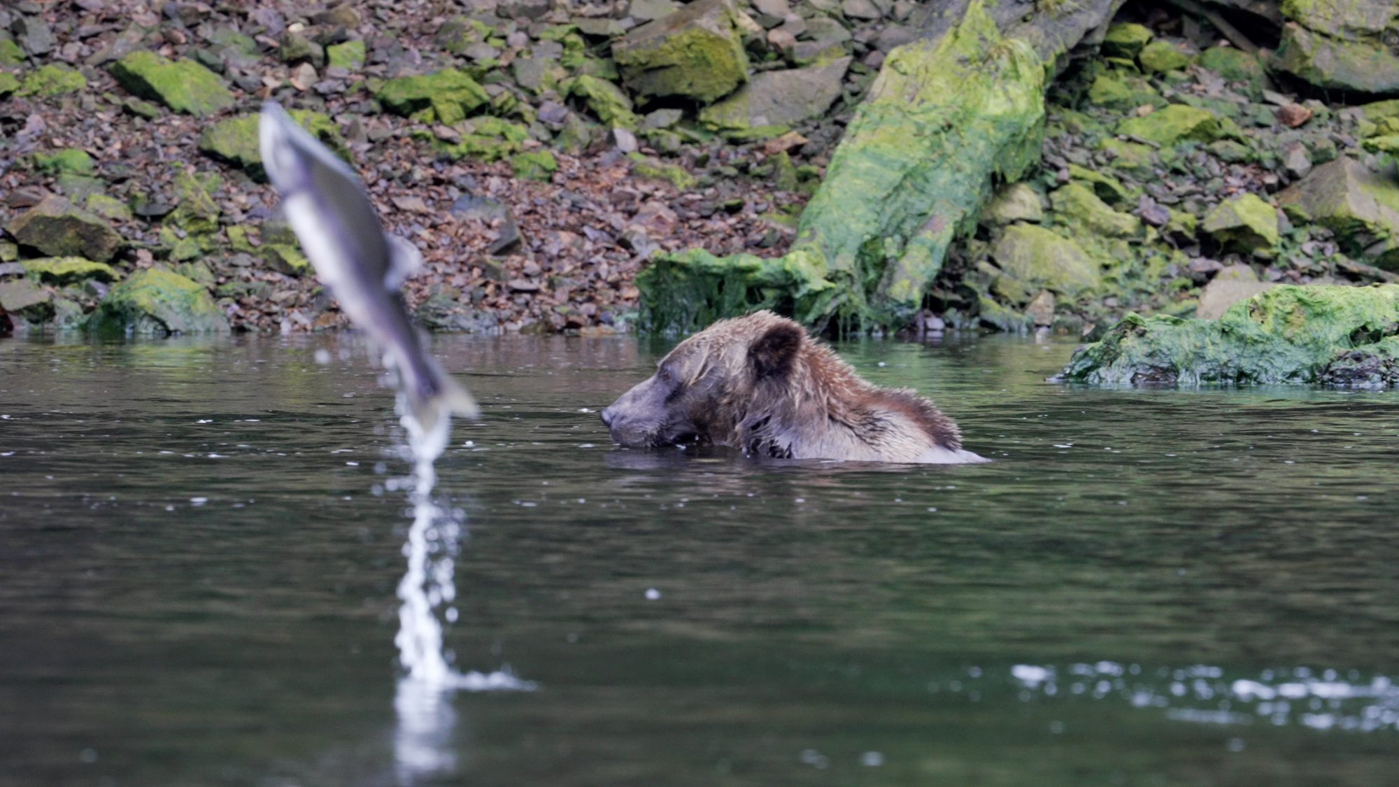 Grizzly Bear in the river – Alaska 2023