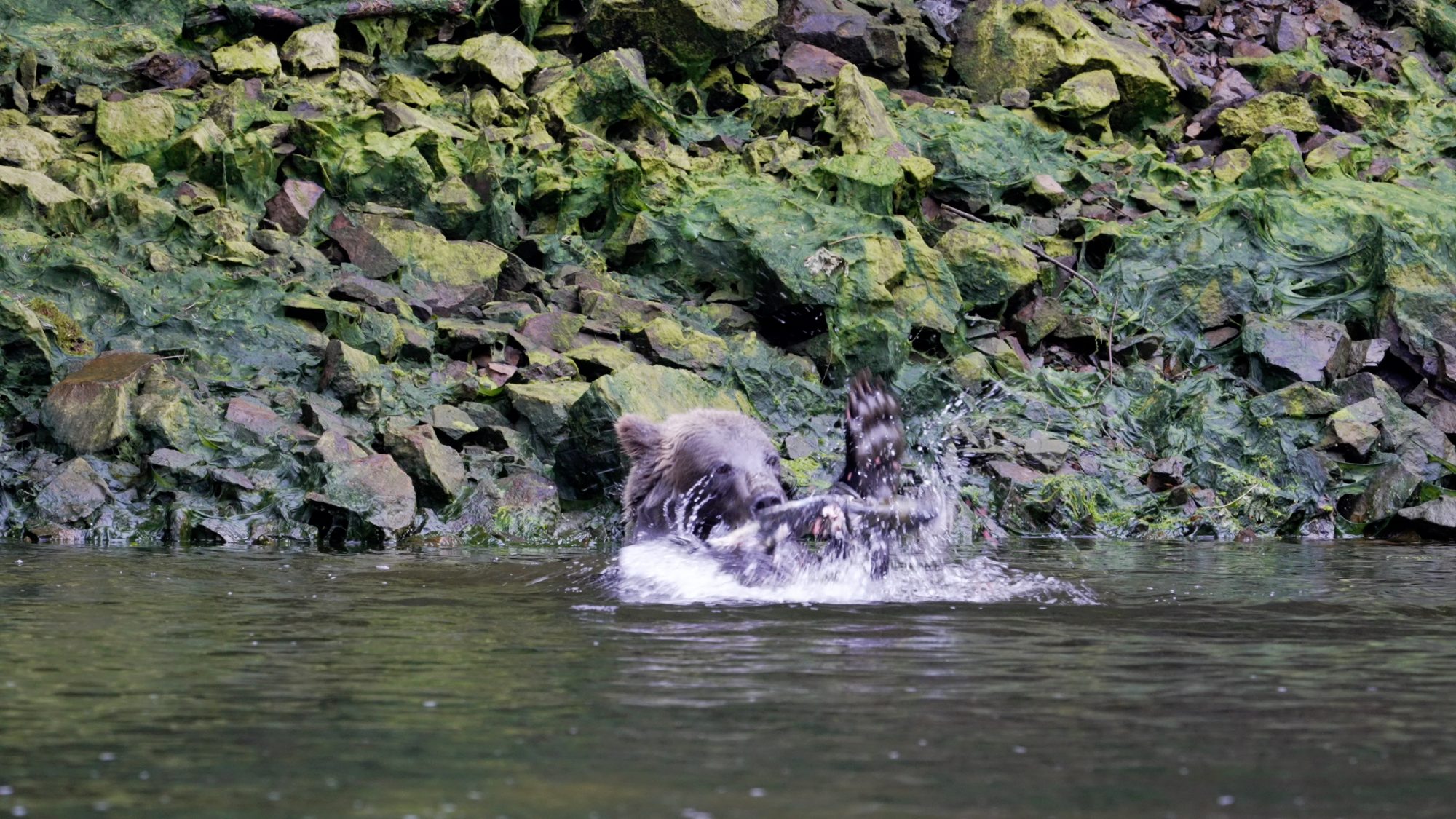 Grizzly Bear plays with a salmon – Alaska 2023
