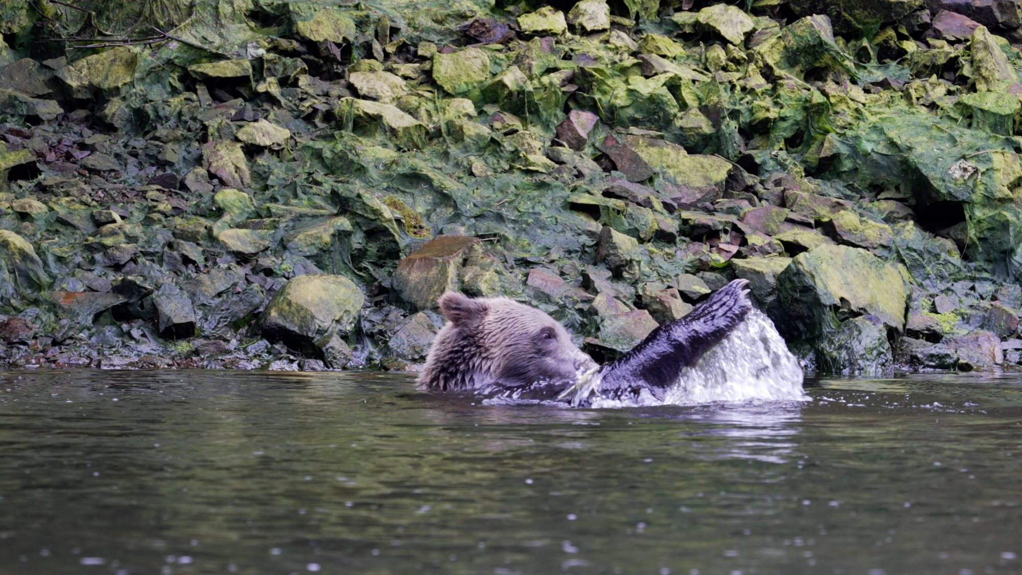 Grizzly Bears like to play with their food – Alaska 2023
