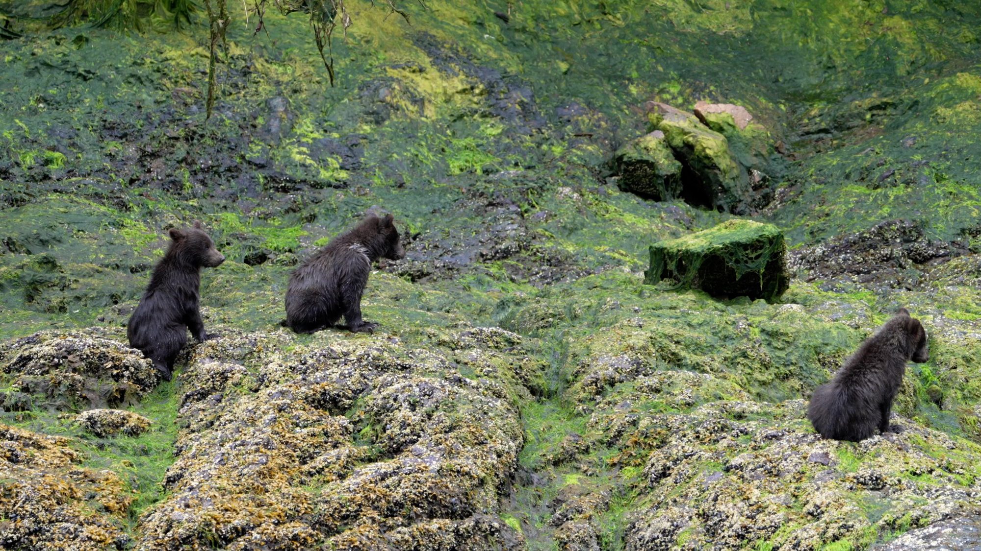 Grizzly Bear cubs on the river bank – Alaska 2023