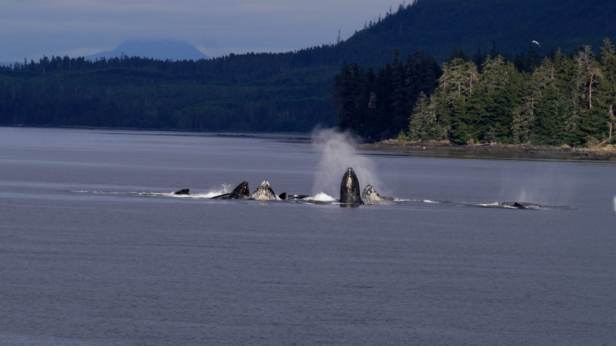 Humpback Whales bubble-net feeding – Alaska 2023
