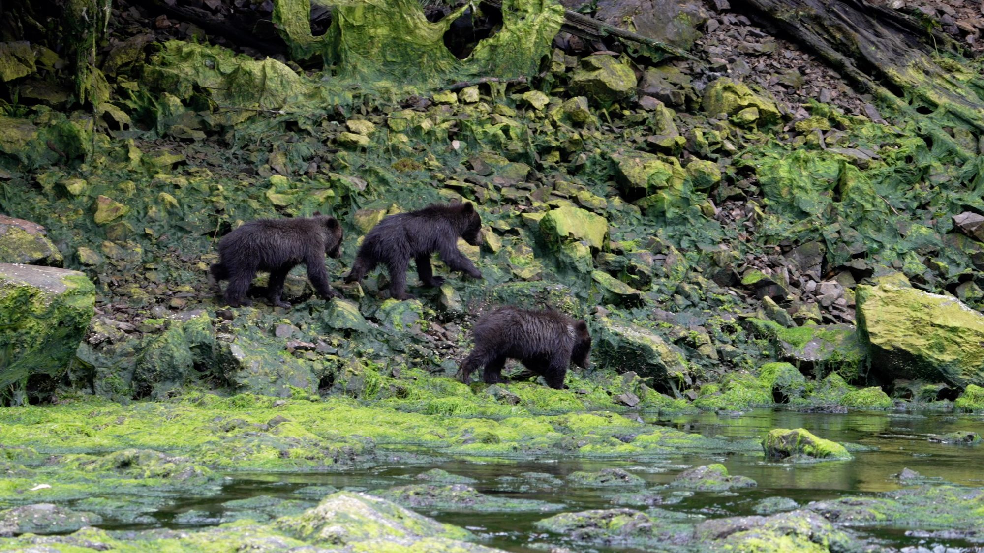 Small Grizzly Bear cubs explore the river bank – Alaska 2023