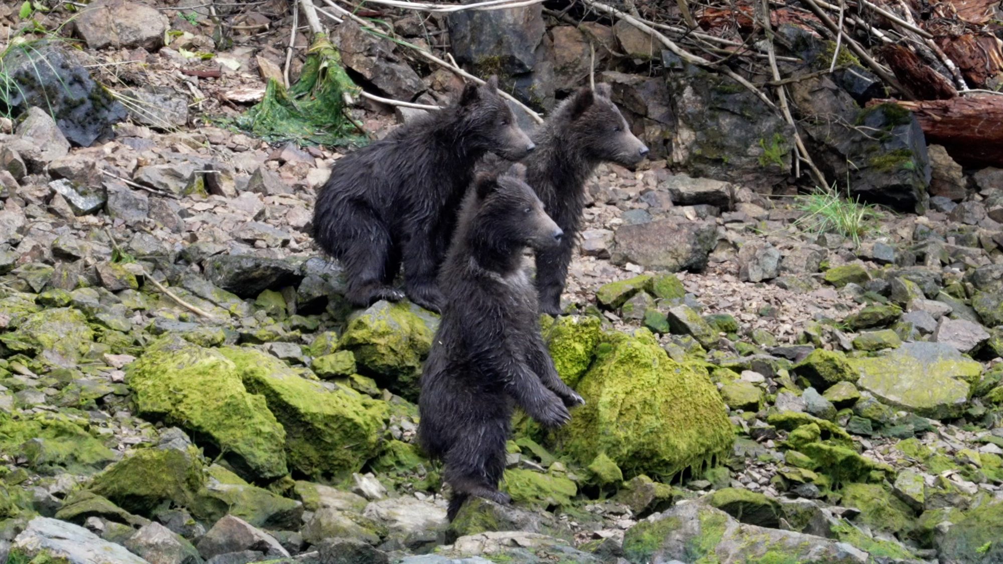 Three adorable Grizzly Bear cubs – Alaska 2023