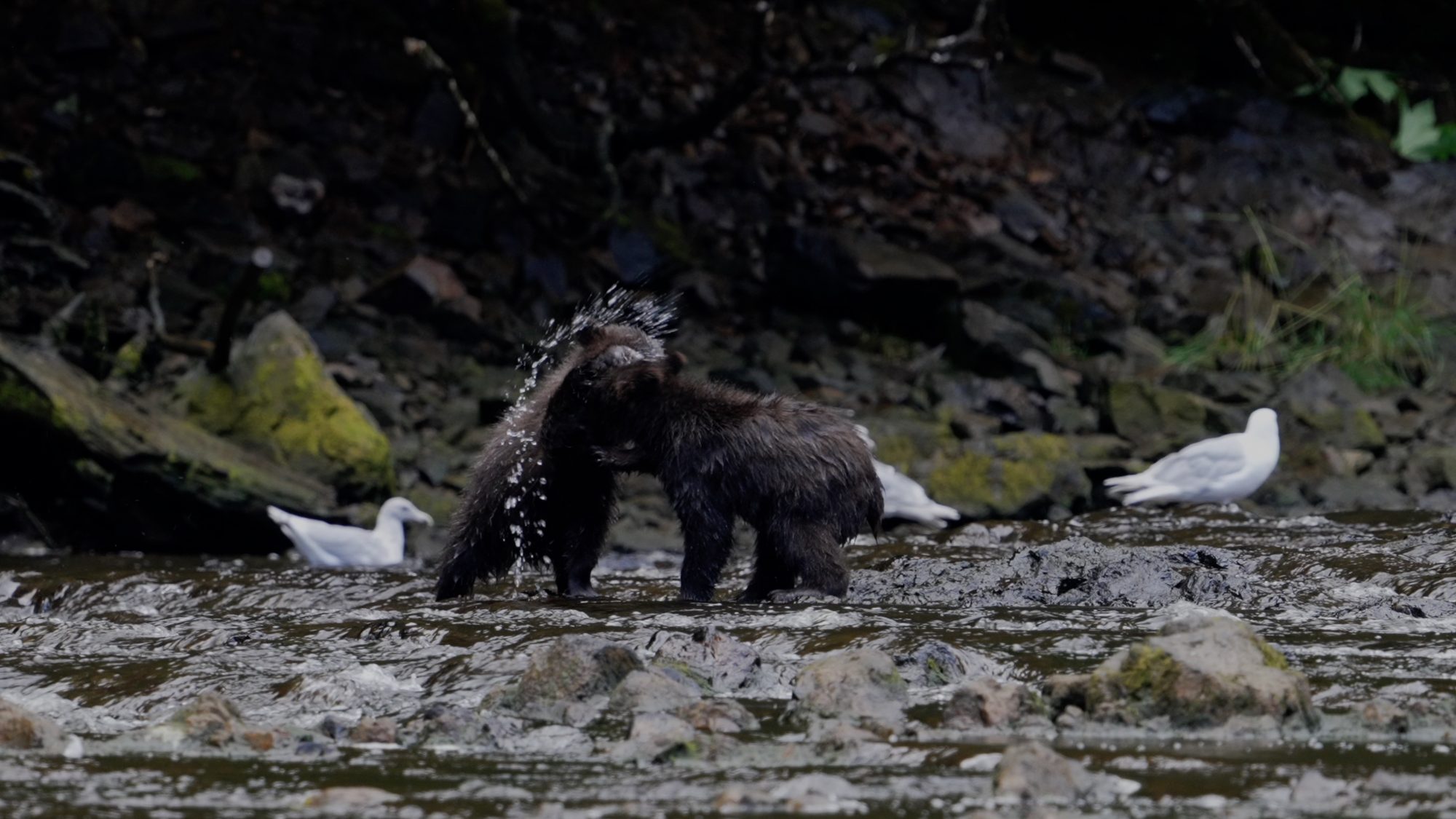 Very young Grizzly Bear cubs play in the river – Alaska 2023