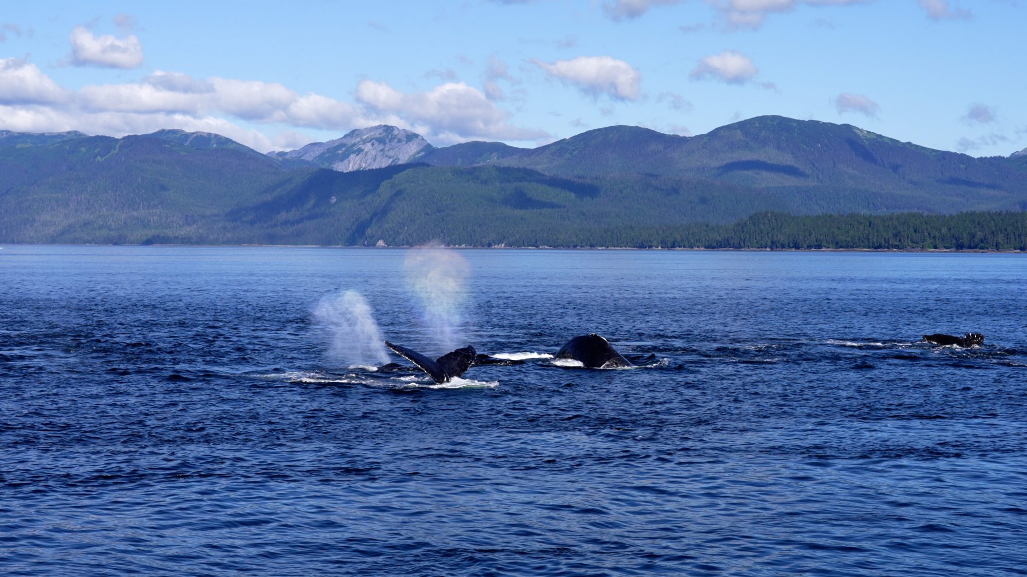Wonderful Humpback Whales – Alaska 2023