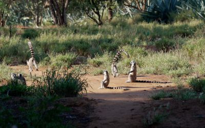 A mobile group of Ring-tailed Lemurs – Madagascar 2023