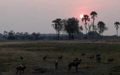 A pack of African Wild Dogs set out to hunt at dusk – Botswana 2023