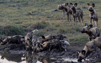 African Wild Dogs enjoy a drink at dusk – Botswana 2023