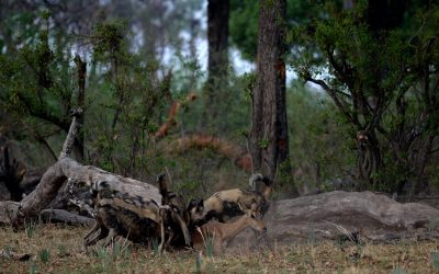 African Wild dogs take down an Impala – Botswana 2023