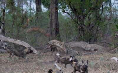 An epic battle between Hyenas and African Wild Dogs over an Impala carcass – Botswana 2023
