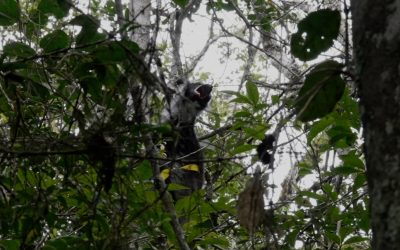 Indri calling out across the forest – Madagascar 2023