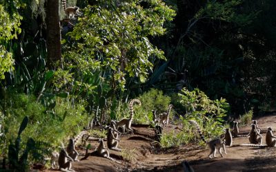 Ring-tail lemurs soak up the sun – Madagascar 2023