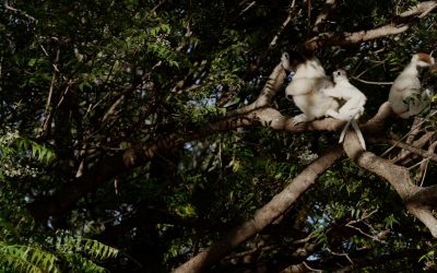Verreaux’s Sifaka family warm up in the morning sun and move out – Madagascar 2023