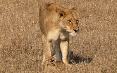 A charming encounter with a Lioness and her tiny cub – South Africa 2023