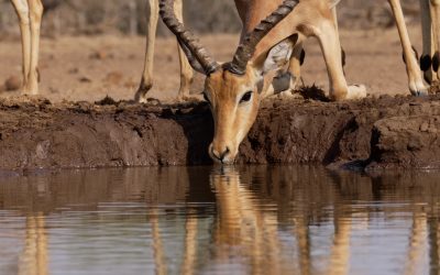 A herd of beautiful Impala – Botswana 2023