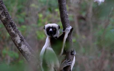 Leaping Coquerel’s Sifaka: a very attractive lemur – Madagascar 2023