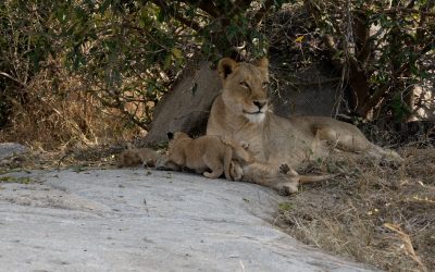 Three very young lion cubs have fun with mum – South Africa 2023