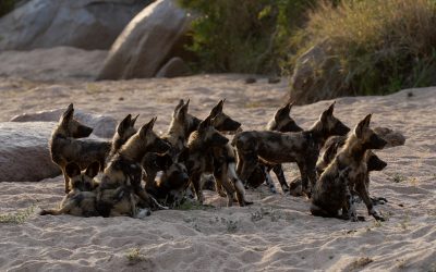 A pile of African Wild Dog puppies – South Africa 2023