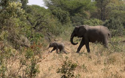 Elephant herd with small calves – South Africa 2023