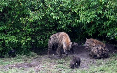 Hyena den with hyenas and their very young cubs – Maasai Mara 2024