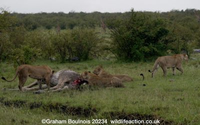 Lionesses on a giraffe kill  – Maasai Mara 2024