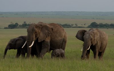 A tiny elephant calf with the herd – Maasai Mara 2024