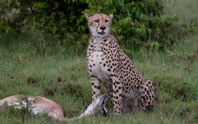 Cheetah takes a Grant’s Gazelle – Maasai Mara 2024
