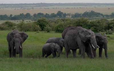 Elephant herd enjoys the fresh grass – Maasai Mara 2024