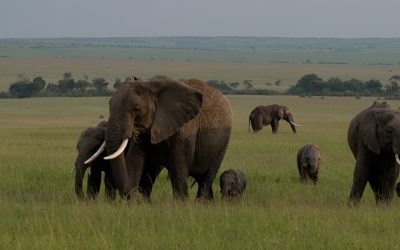 Elephant herd with a tiny calf – Maasai Mara 2024