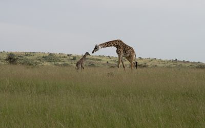 Giraffe with her newly born calf – Maasai Mara 2024